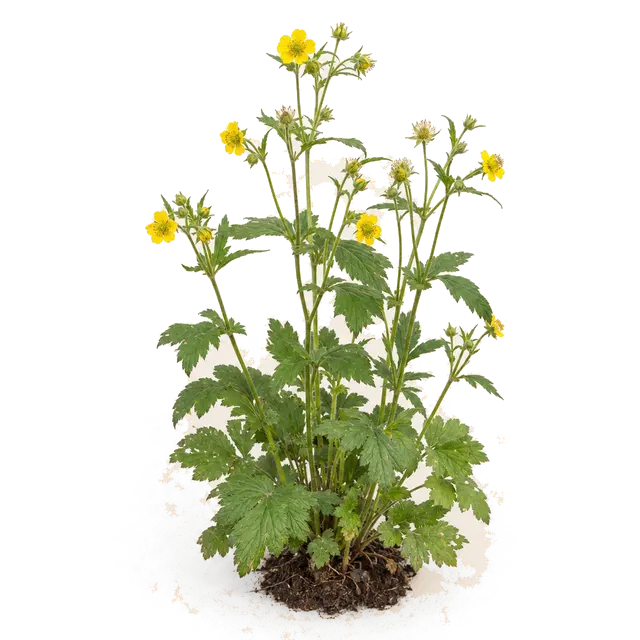 Botanische plaat van Geel nagelkruid
