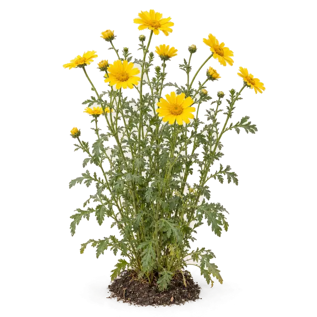 Botanische plaat van Gele ganzenbloem