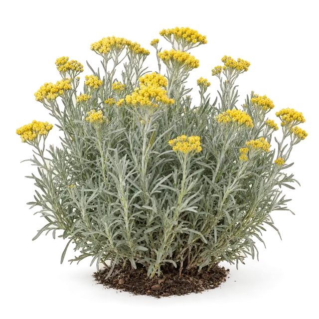 Botanische plaat van Kerrieplant