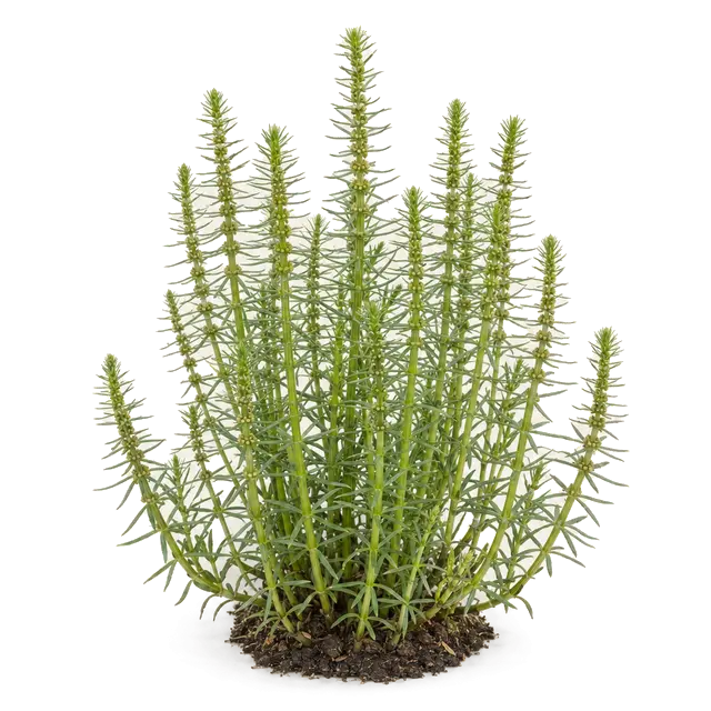 Botanische plaat van Lidsteng