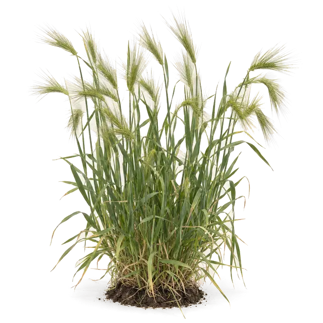Botanische plaat van Veldgerst