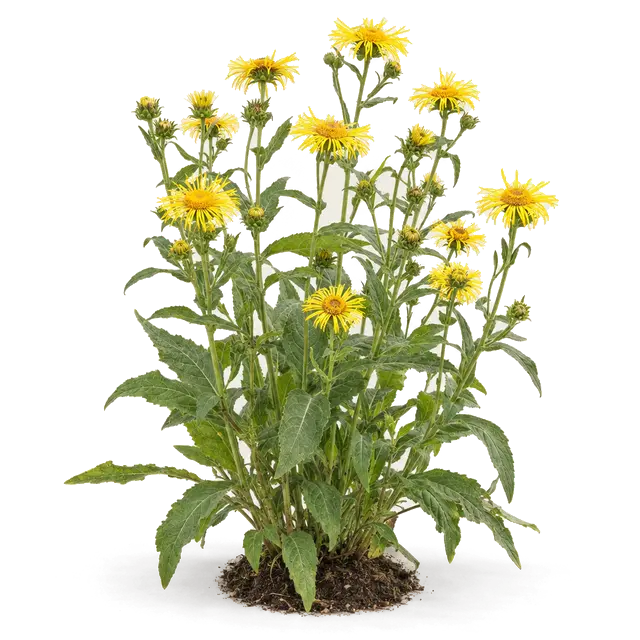 Botanische plaat van Engelse alant
