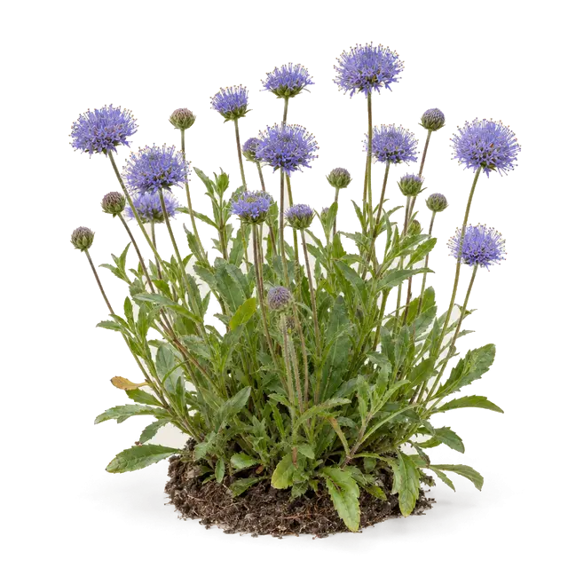Botanische plaat van Zandblauwtje