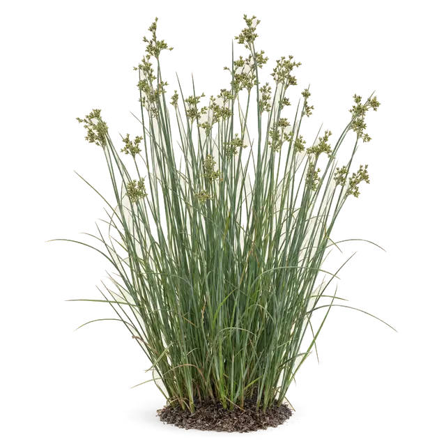 Botanische plaat van Zeegroene rus
