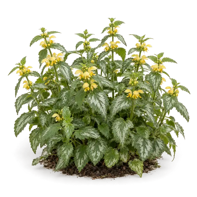 Botanische plaat van Gele dovenetel
