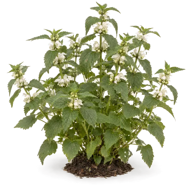 Botanische plaat van Witte dovenetel