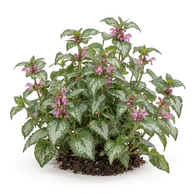 Botanische plaat van Gevlekte dovenetel