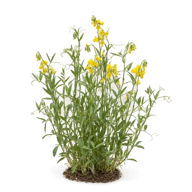 Botanische plaat van Veldlathyrus