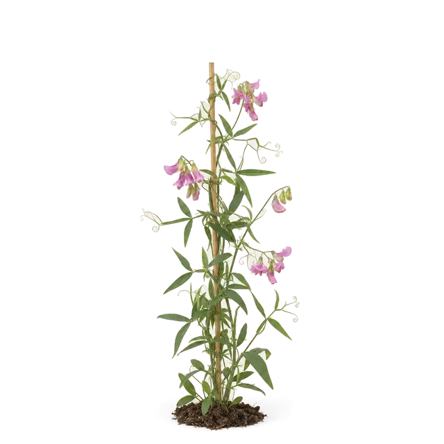 Botanische plaat van Boslathyrus