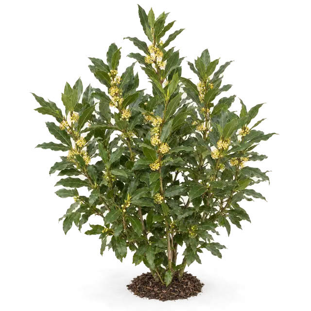 Botanische plaat van Laurier