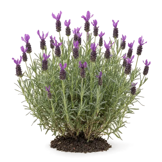 Botanische plaat van Franse lavendel