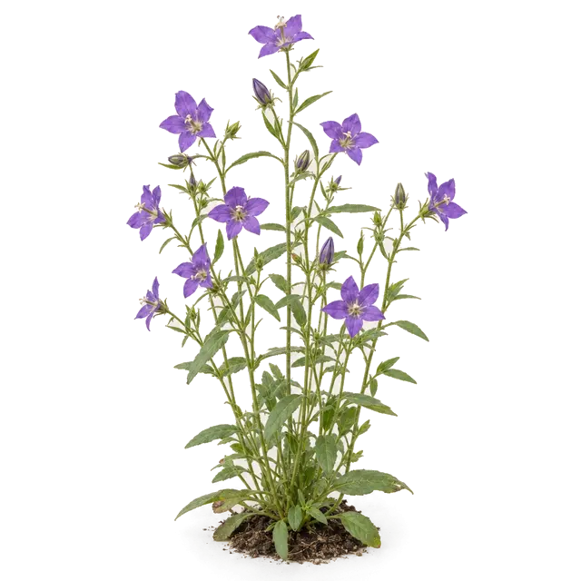 Botanische plaat van Groot spiegelklokje