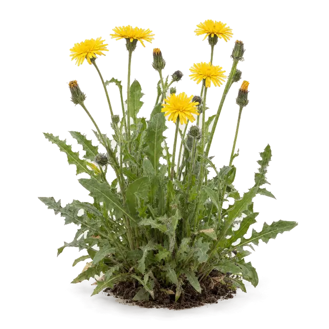 Botanische plaat van Ruige leeuwentand