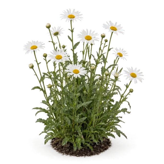 Botanische plaat van Gewone margriet