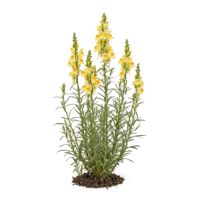 Botanische plaat van Vlasbekje