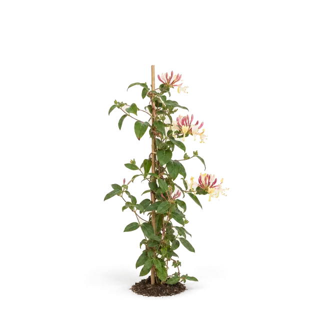 Botanische plaat van Wilde kamperfoelie