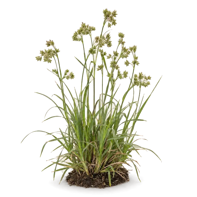 Botanische plaat van Gewone veldbies