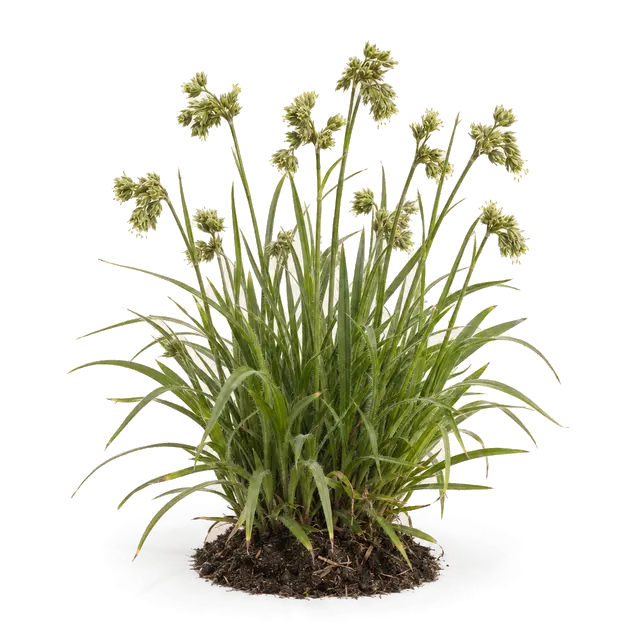 Botanische plaat van Ruige veldbies