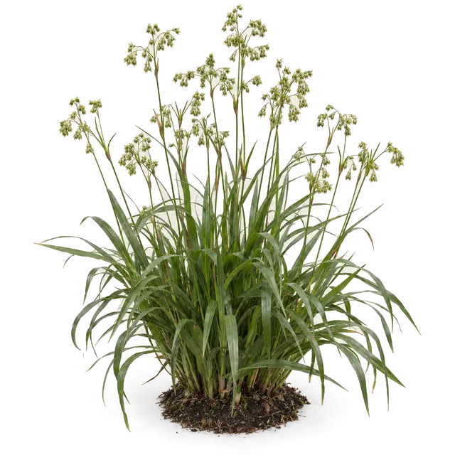 Botanische plaat van Grote veldbies