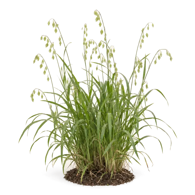 Botanische plaat van Eenbloemig parelgras