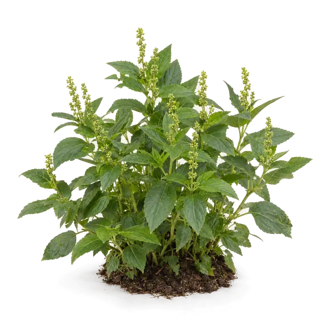 Botanische plaat van Bosbingelkruid