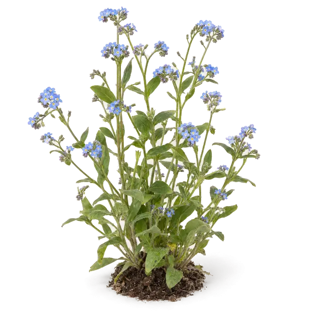Botanische plaat van Akkervergeet-mij-nietje