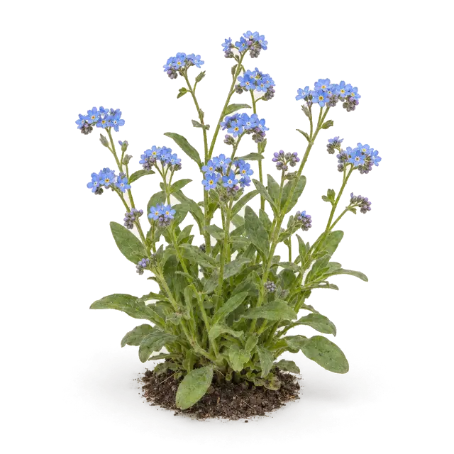 Botanische plaat van Bosvergeet-mij-nietje