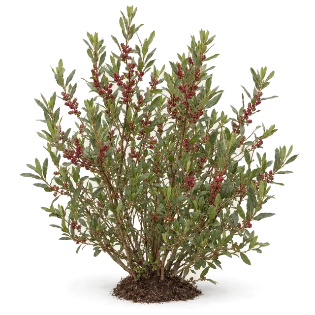 Botanische plaat van Wilde gagel