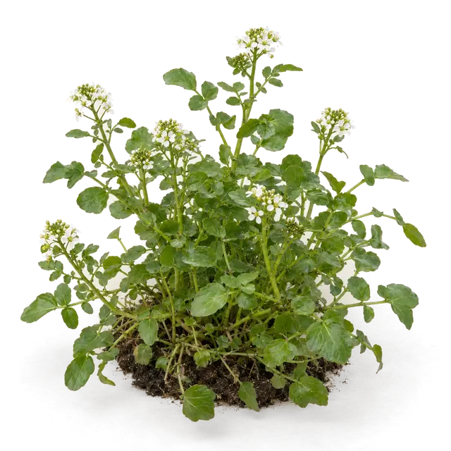 Botanische plaat van Witte waterkers