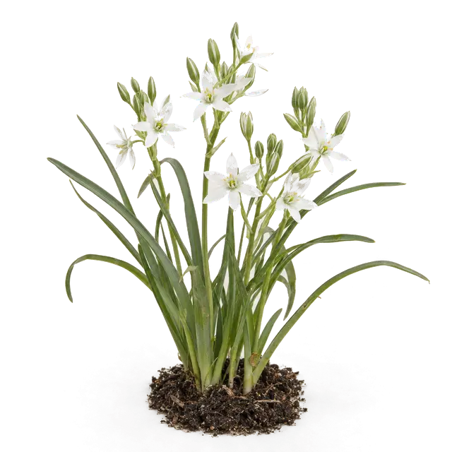 Botanische plaat van Gewone vogelmelk