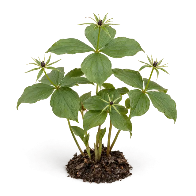 Botanische plaat van Eenbes