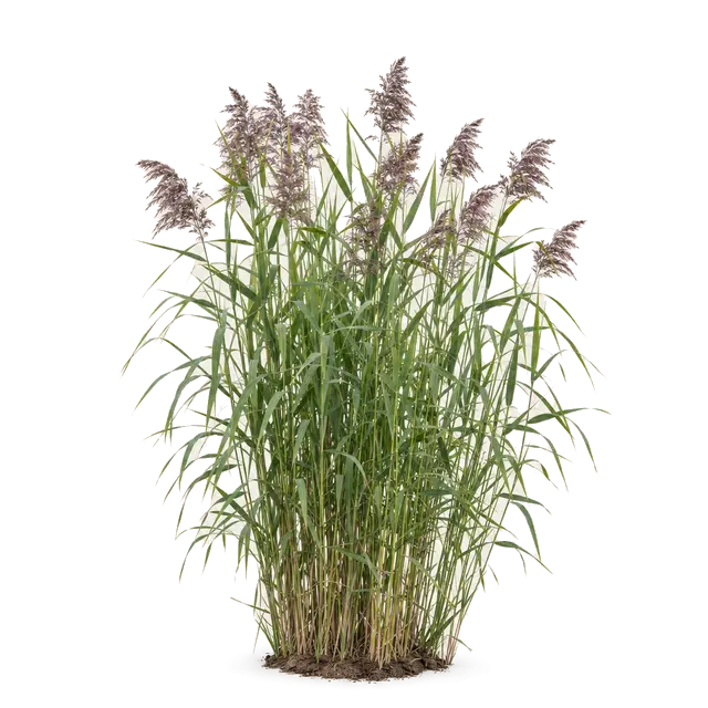 Botanische plaat van Riet