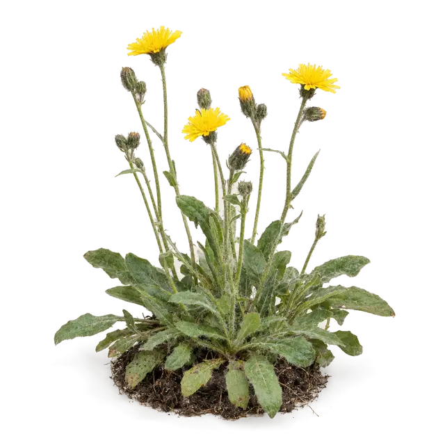 Botanische plaat van Muizenoor