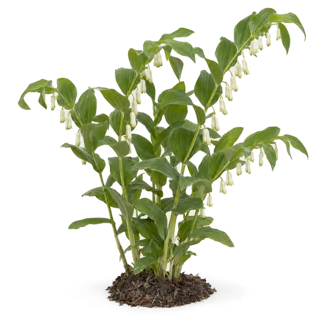 Botanische plaat van Gewone salomonszegel
