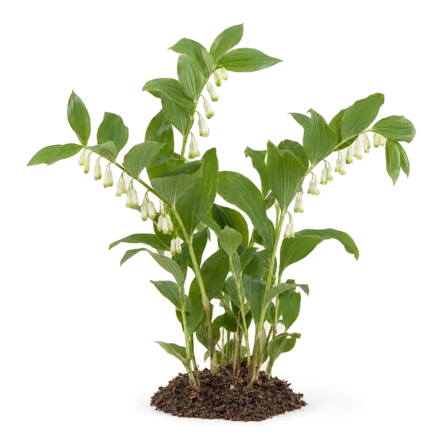 Botanische plaat van Welriekende salomonszegel