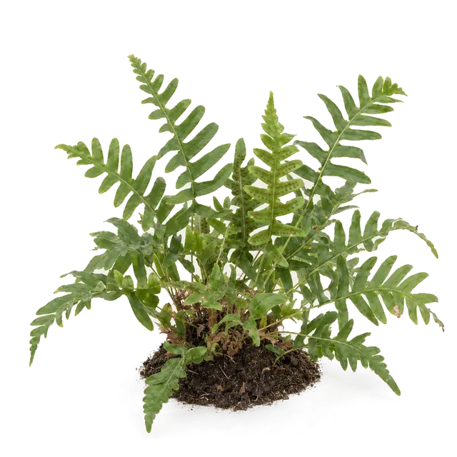 Botanische plaat van Gewone eikvaren
