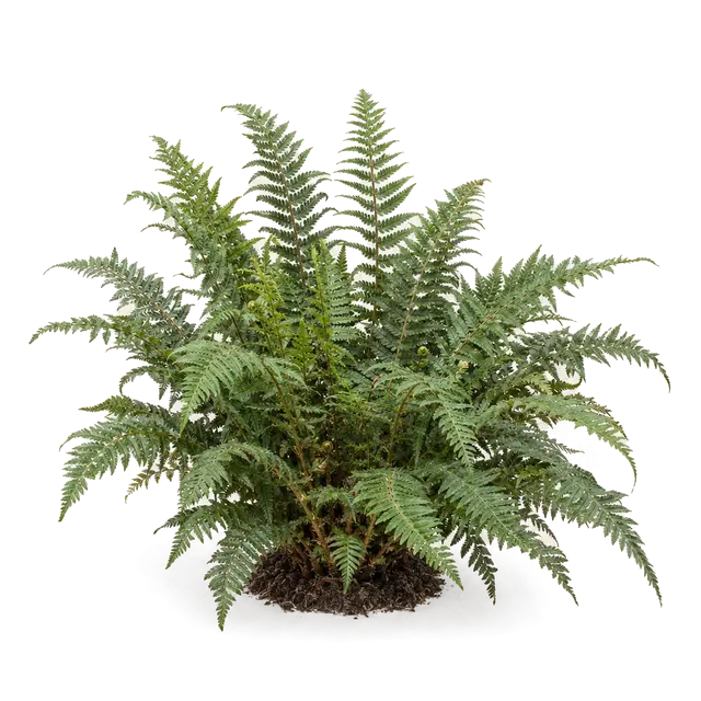 Botanische plaat van Stijve naaldvaren