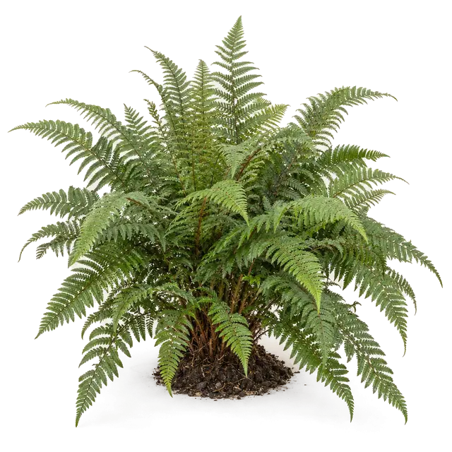 Botanische plaat van Zachte naaldvaren