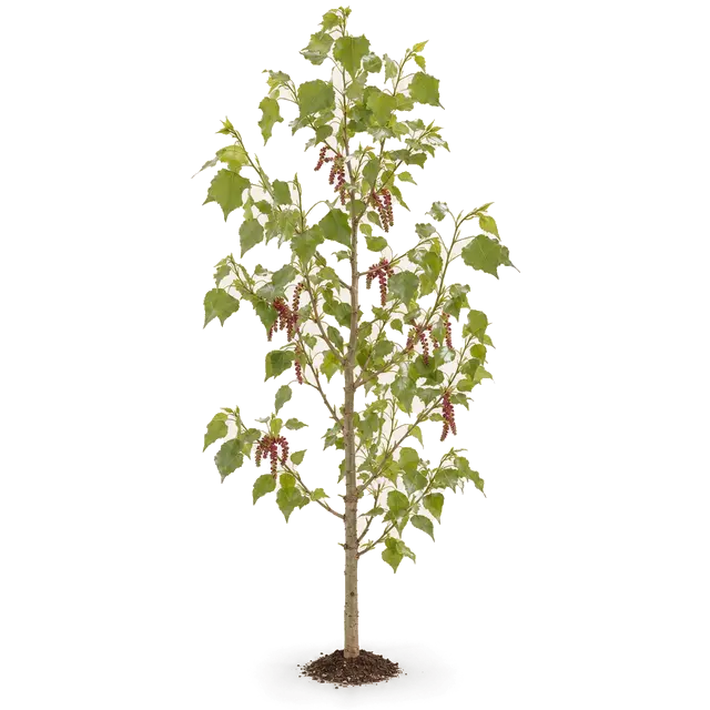 Botanische plaat van Zwarte populier