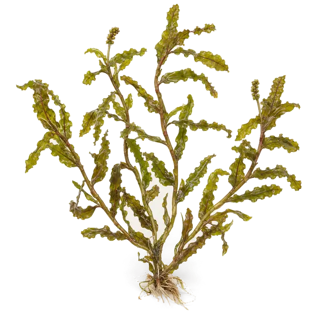 Botanische plaat van Gekroesd fonteinkruid