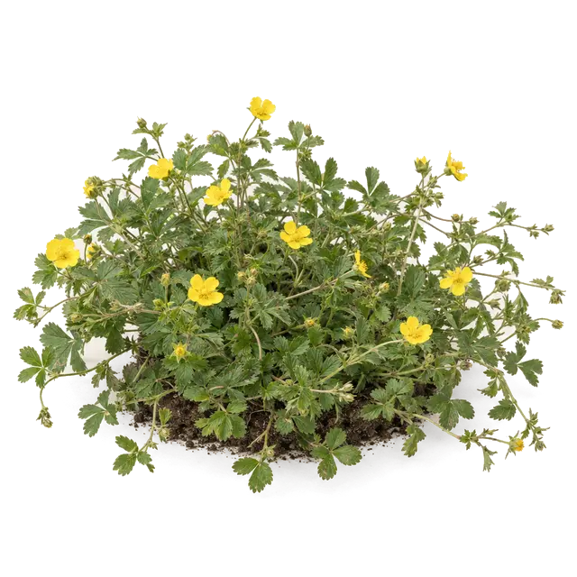 Botanische plaat van Vijfvingerkruid