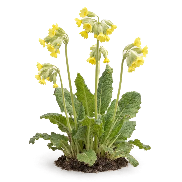 Botanische plaat van Slanke sleutelbloem