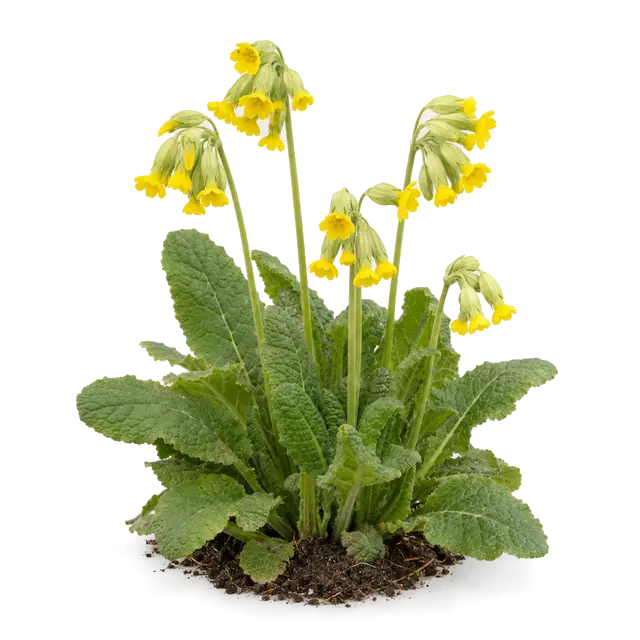 Botanische plaat van Gulden sleutelbloem