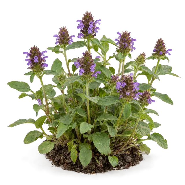 Botanische plaat van Gewone brunel