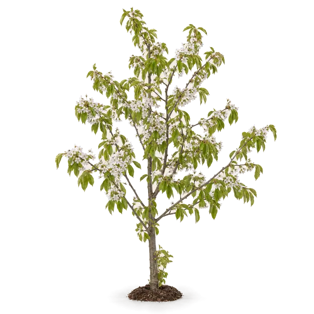 Botanische plaat van Zoete kers