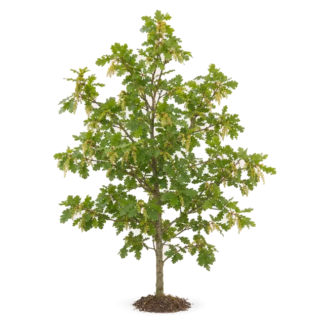 Botanische plaat van Wintereik