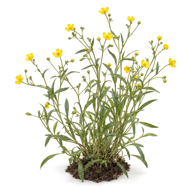 Botanische plaat van Egelboterbloem