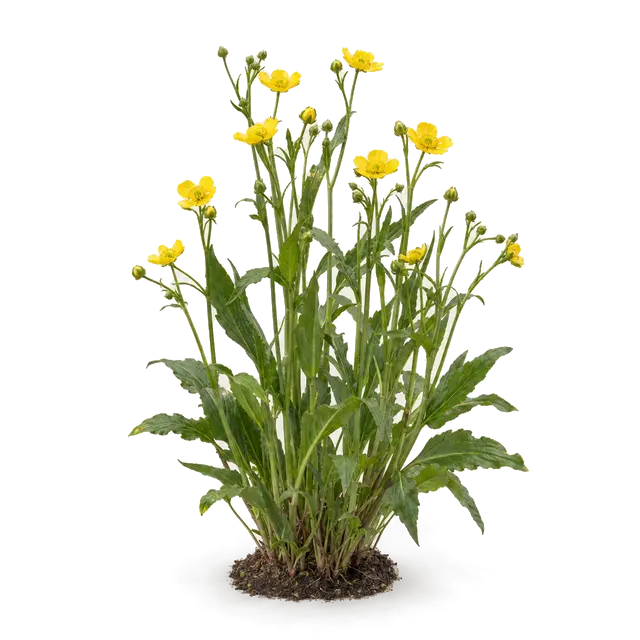 Botanische plaat van Grote boterbloem