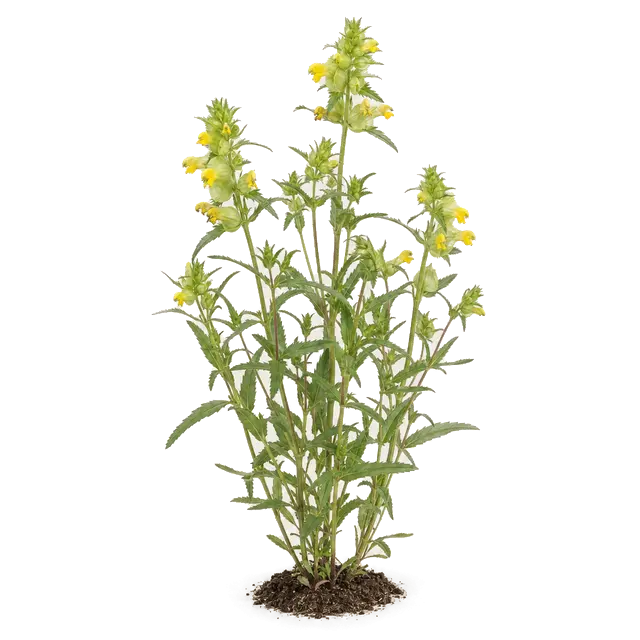 Botanische plaat van Grote ratelaar