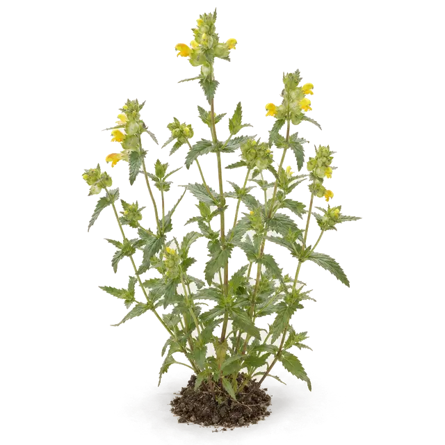Botanische plaat van Kleine ratelaar